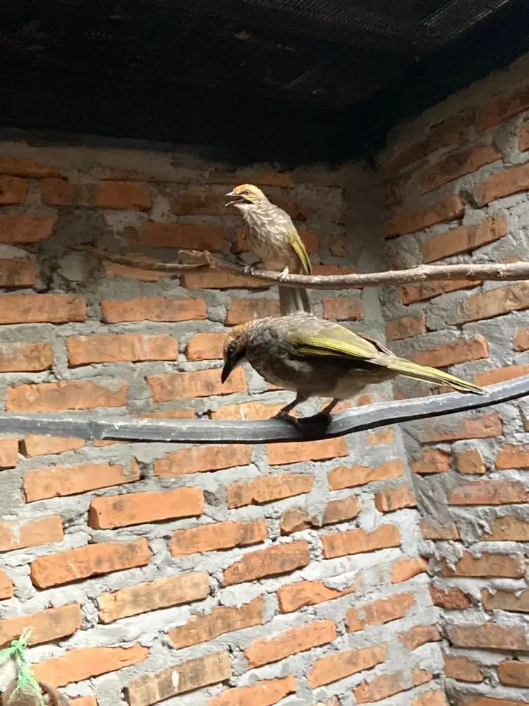 DUA PASANG INDUKAN CUCAKROWO MEDAN SIAPAN