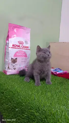 Lepas Adopt BSH dan BLH Blue Jantan 3 Bulan