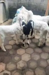 5 ekor anakan kambing etawa 4 bulanan 1 jantan 4 betina rawatan manteb