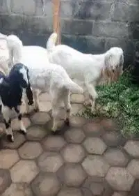 5 ekor bibit kambing etawa 4 bulanan 1 jantan 4 betina superan rawatan