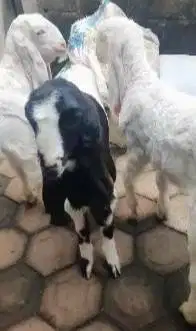 5 ekor bibit kambing etawa 4 bulanan superan 1 jantan 4 betina rawatan