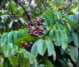 Buah matoa rasa duren