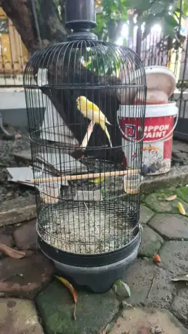 Kenari Rasmi Kuning