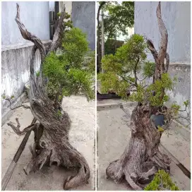 Jual BU, Bonsai Koleksi Art 
Pajangan Taman/Teras/cafe/kantor