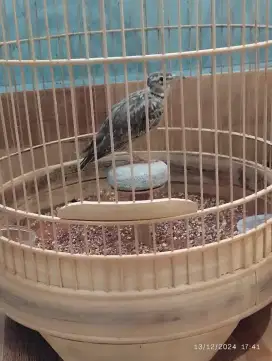 BIMACULATA LARK JANTAN JINAK MULUS SUDAH  RAJIN BUNYI JOS GANDOS