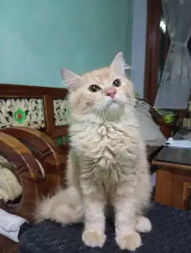 Kucing persia/jantan/4 bulan