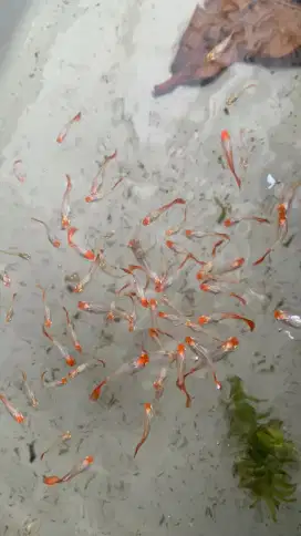 ikan guppy platinum koi