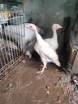 Ayam kalkun usia 3 bln