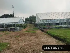 Tanah Luas Di Daerah Jampang Bogor Jawa Barat