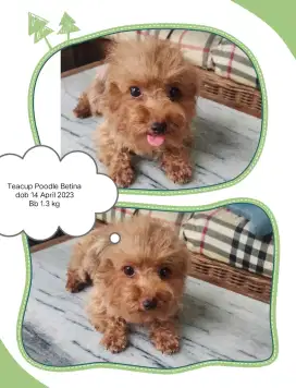 Toy Poodle Fawn Teacup