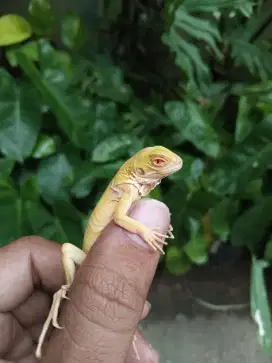 Iguana Red Albino