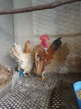 Ayam serama.ayam hias. Ayam kecil. Bukan ayam kate. Ayam mungil