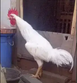 Ayam jago pelung putih