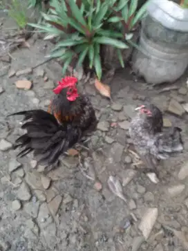 Ayam serama 1 pasang