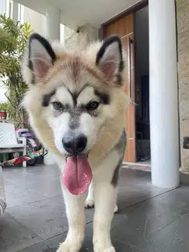 ASISTEN RUMAH TANGGA + MENGURUS( ANJING) TINGGAL DI LUAR (bolak balek)