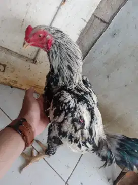 Ayam bangkok muda masih tumbuh bulu