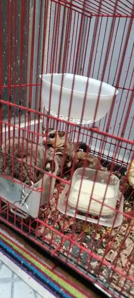 Suger Glider CG & WF