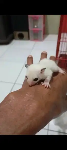 Sugar glider plat Moza