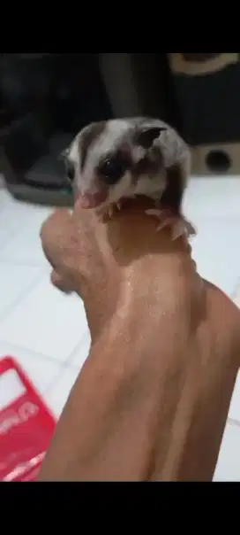 Sugar glider classic grey