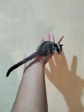 Sugar glider grey joey