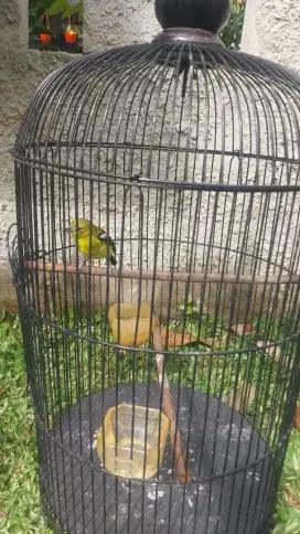 Dijual Burung Sitru cipou cipo ekor hitam