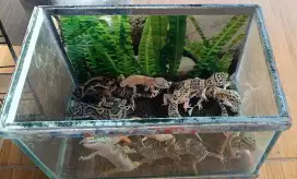 10 Gecko & 2 Sepasang Kelinci