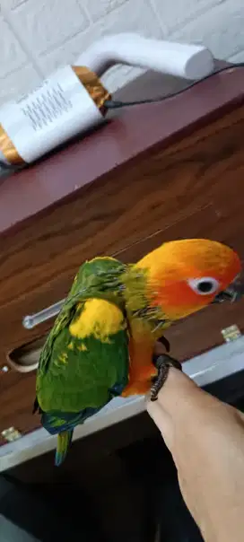 Sun conure jinak semi HY