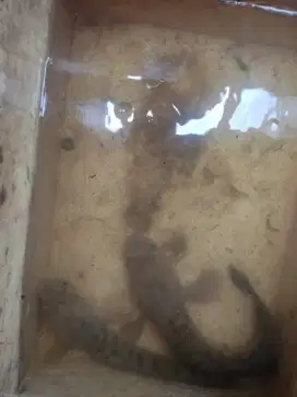 pasangan ikan gabus rawa