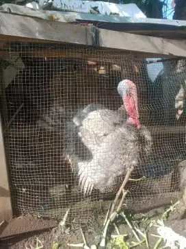 Ayam Kalkun Berbagai Ukuran