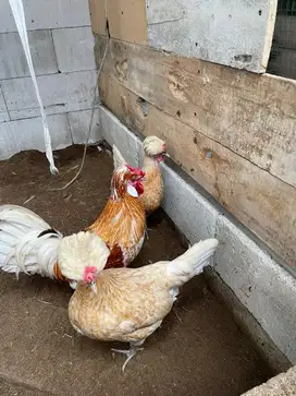 Indukan Ayam Kampung dan Bebek Alabio