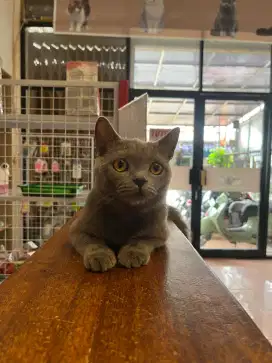 British shorthair