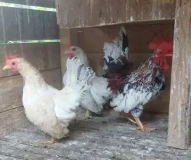 Ayam indukan kate serama