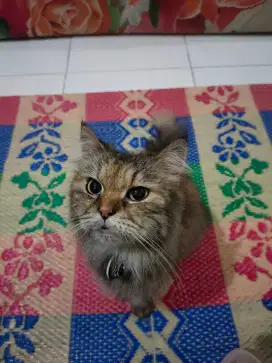 Kucing Proven Pintar Rawat Kitten Jinak Bs Kirim Bukan Himalaya Persia