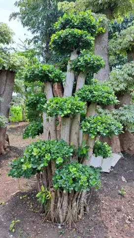 Bonsai Dolar & Pohon Hias Harga Terjangkau