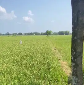 Kavling Siap Bangun Nol Jalan Raya Guyangan Kab Nganjuk Jatim