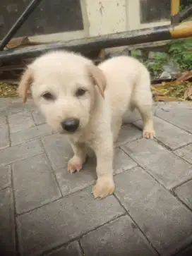 Puppy golden betina /jantan 2 bulan