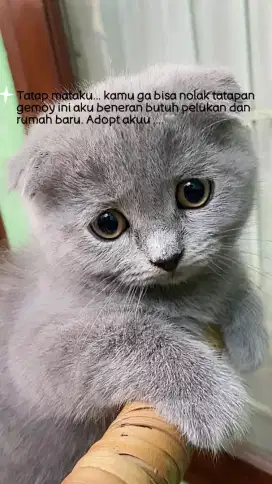 Kucing scotish fold female male indonesia