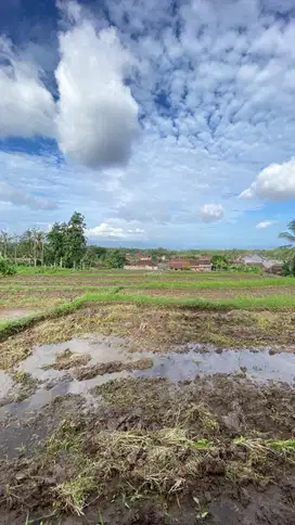 DI JUAL TANAH SAWAH PRODUKTIF BANYUWANGI