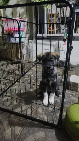 Puppy golden husky