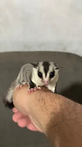 Dijual Koloni Sugar Glider Edisi Pensiun