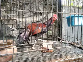 Ayam Bekisar Merah