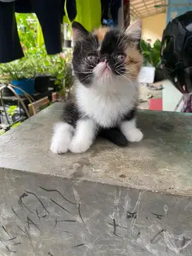 Kitten persia exotic short hair peaknose