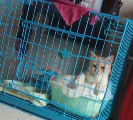 Jual kandang kucing