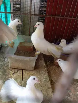 Burung merpati hias