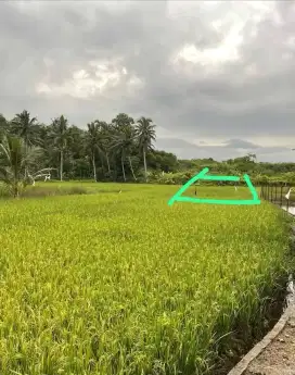 Dijual Cepat Sawah