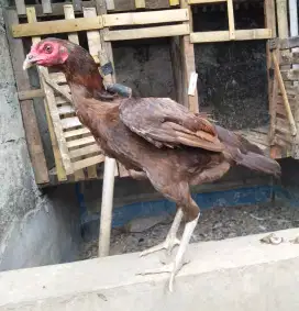 AYAM KAMPUNG BIANG