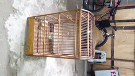 Burung Kandang Besar