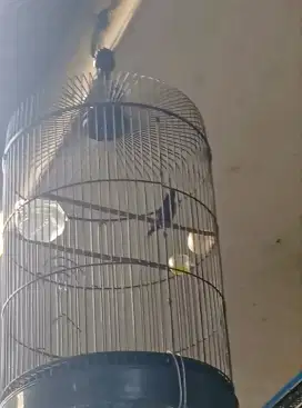 Burung ko nin gacor masteran murai