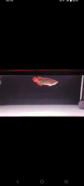 Arwana Super Red+aquarium