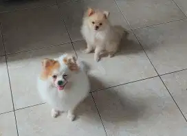 Dijual Anjing Mini Pom Indukan dan Anakan Super Mini Pom Jantan